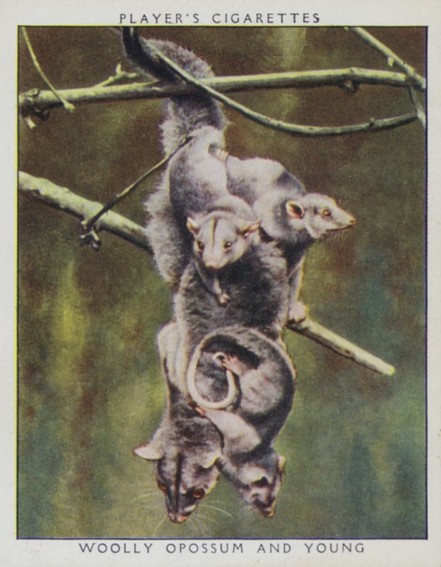 Bebés del zoológico: Zarigüeya lanuda y cría de English Photographer