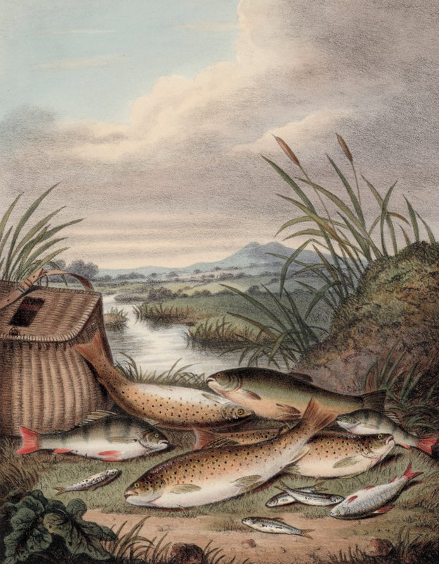 Un buen día de pesca de English School