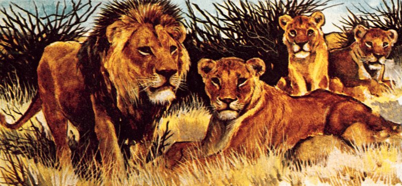 Una manada de leones de English School