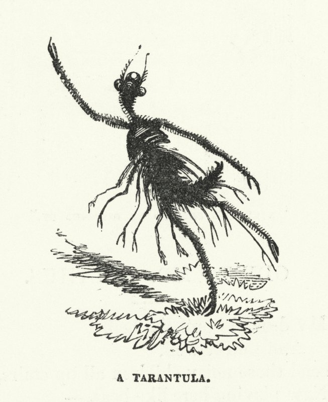 Una tarántula (grabado) de English School