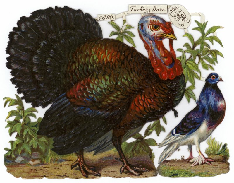 Un pavo junto a una paloma de English School