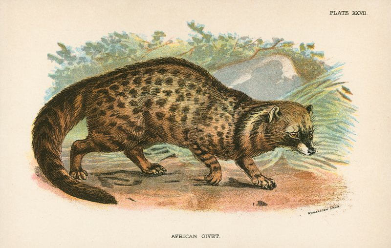 Civeta africana de English School