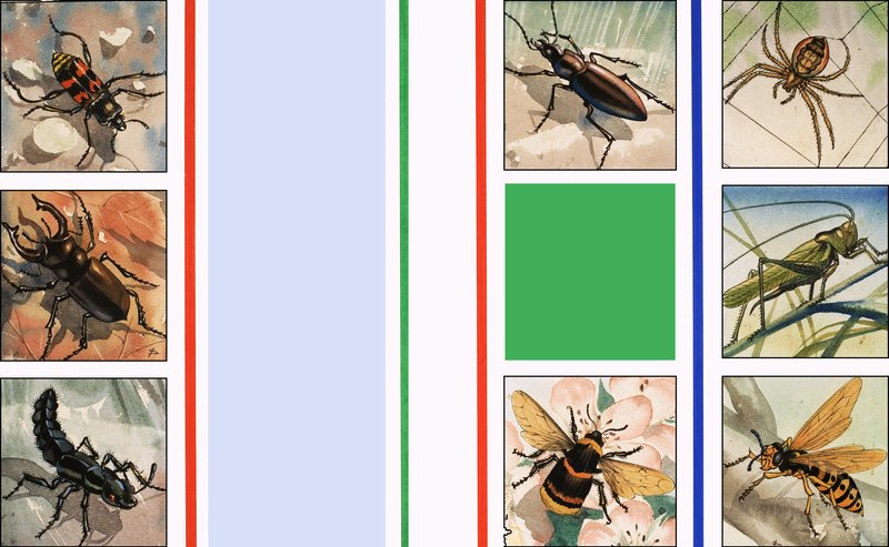 Todo tipo de insectos de English School