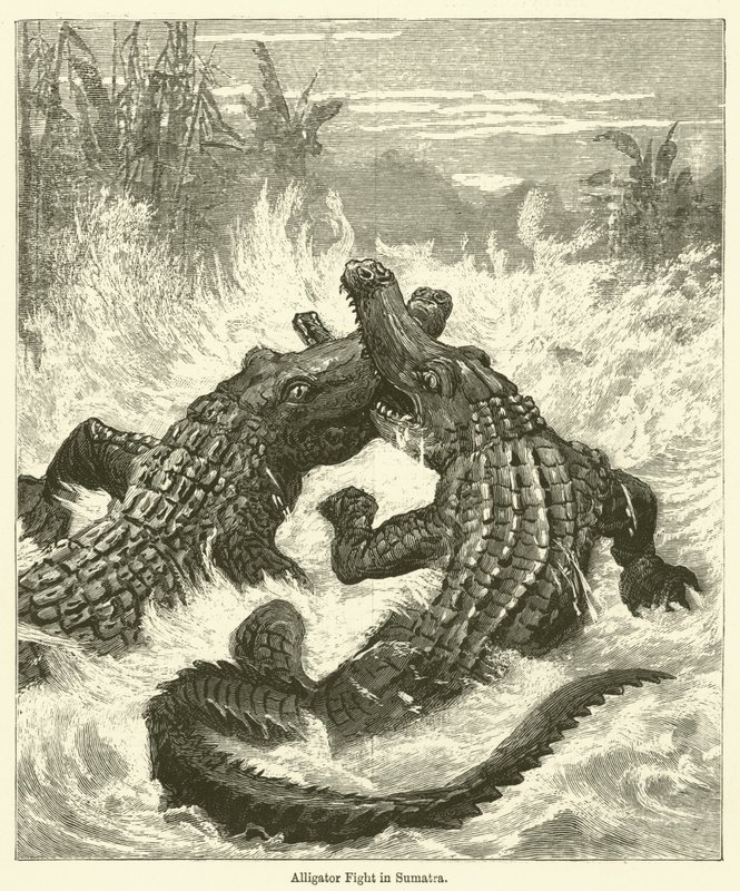 Pelea de caimanes en Sumatra de English School