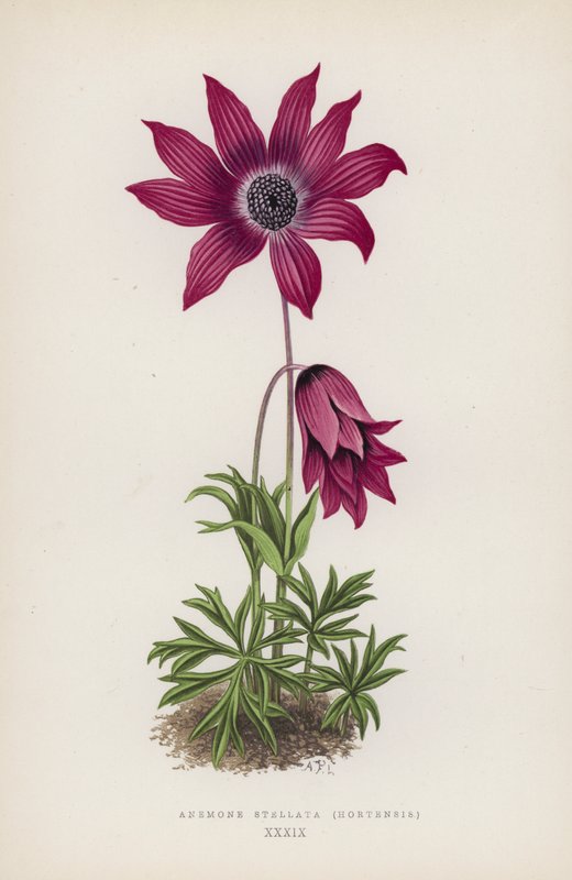 Anemone Stellata, Hortensis (litografía en color) de English School