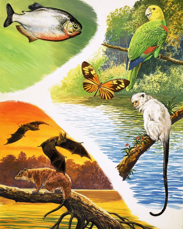 Animales que podrías encontrar en Brasil de English School