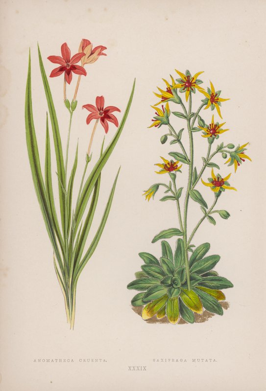 Anomatheca Cruenta; Saxifraga Mutata (colour litho) de English School