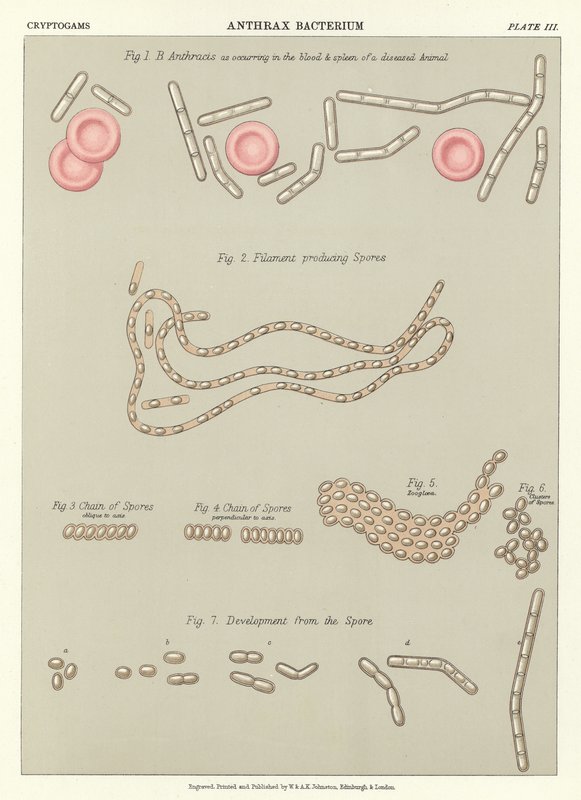 Bacteria del ántrax de English School