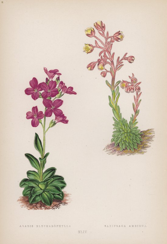 Arabis Blepharophylla; Saxifraga Ambigua de English School