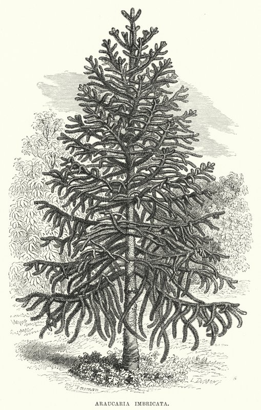 Araucaria Imbricata (grabado) de English School
