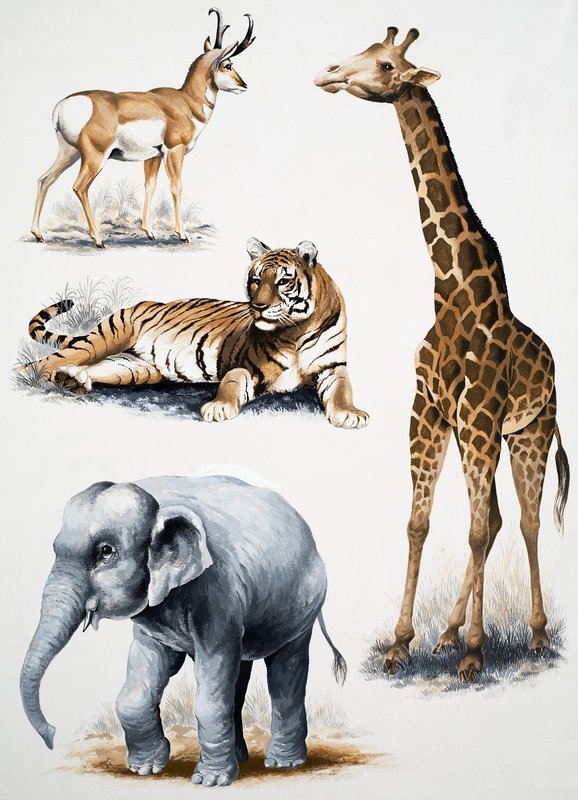 Animales variados de English School