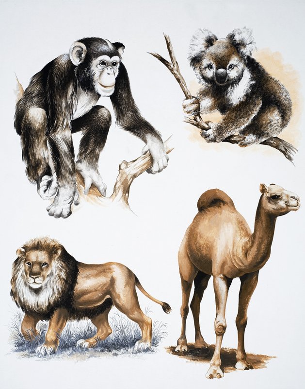 Animales variados de English School
