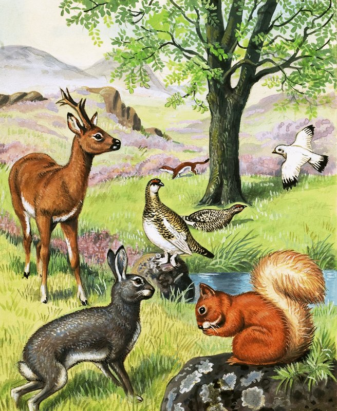 Animales variados de English School