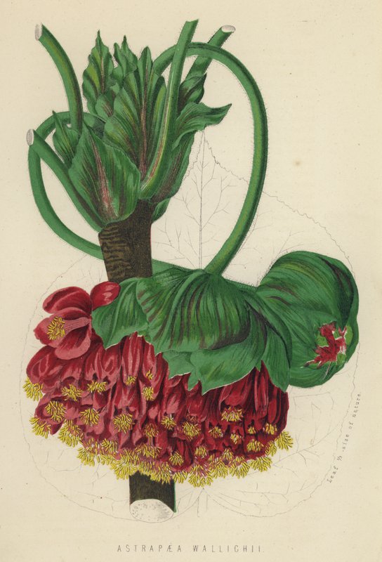 Astrapaea Wallichii (cromolito) de English School