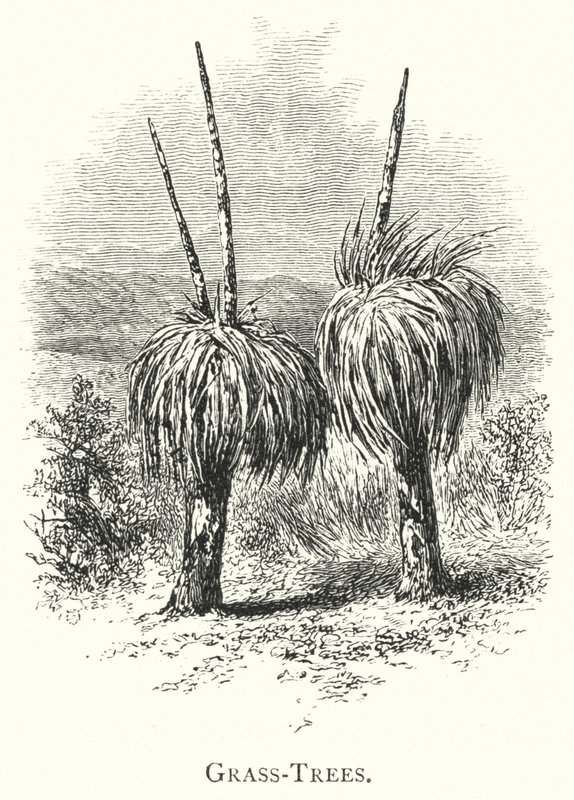 Australia: Árboles de hierba de English School