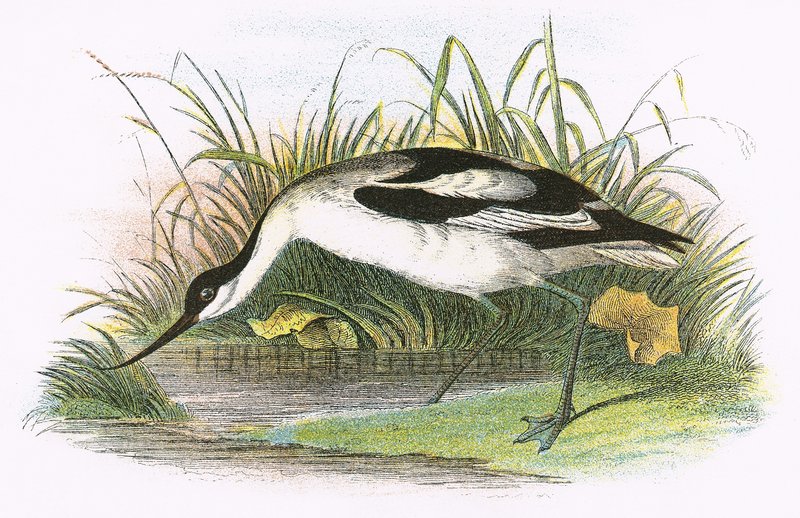 Avoceta de English School