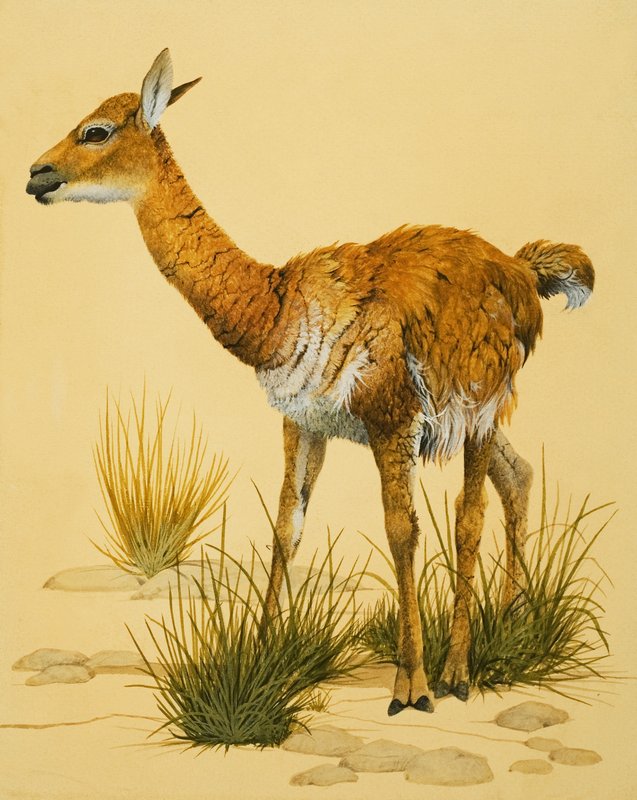 Bebé llama de English School