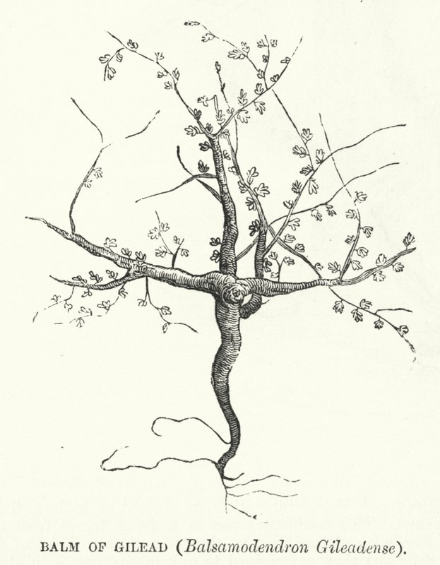 Bálsamo de Galaad, Balsamodendron Gileadense de English School
