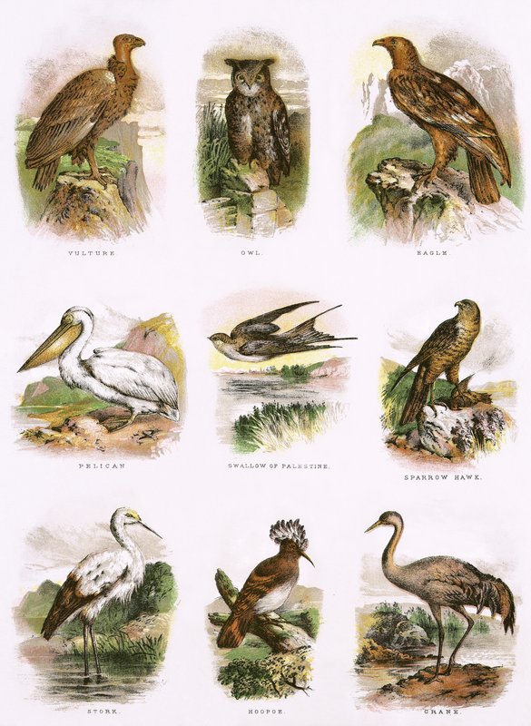 Historia natural bíblica de English School