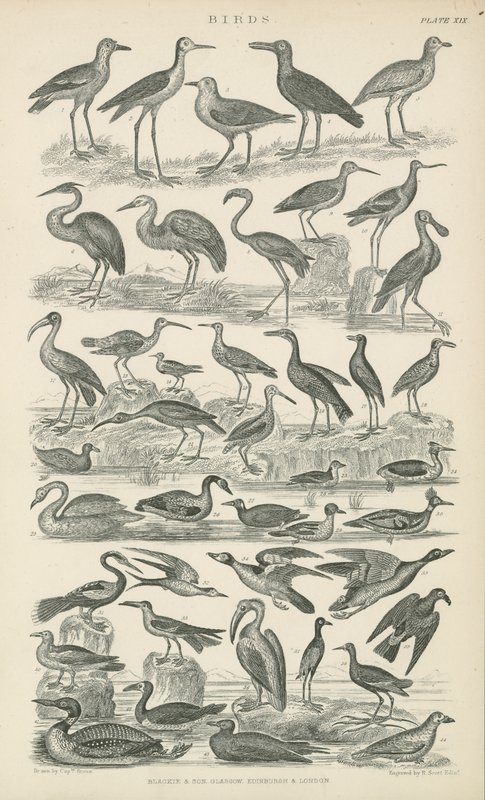 Aves de English School