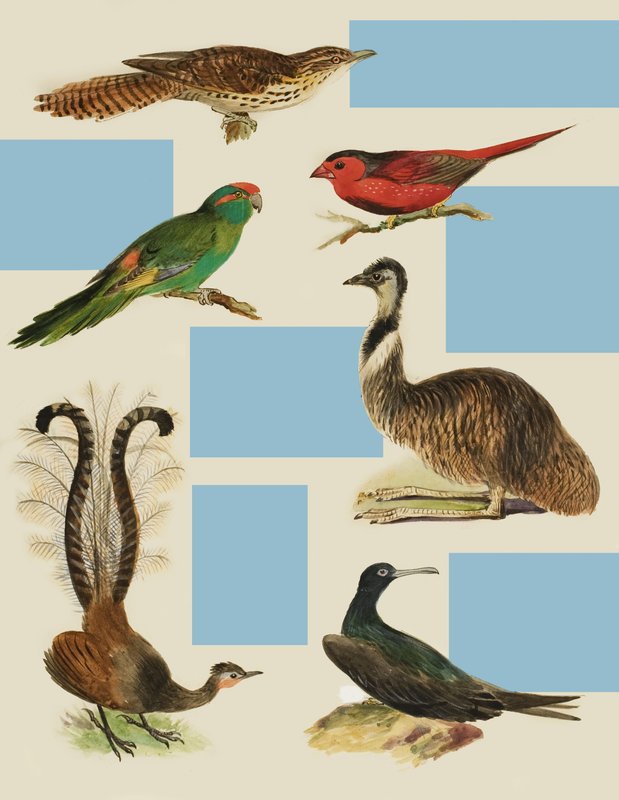 Pájaros de English School