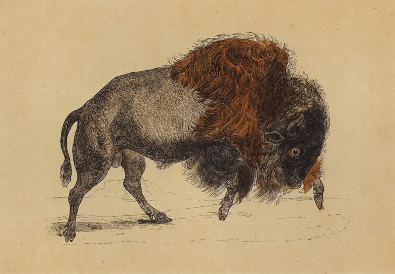 Bisonte (litografía en color) de English School