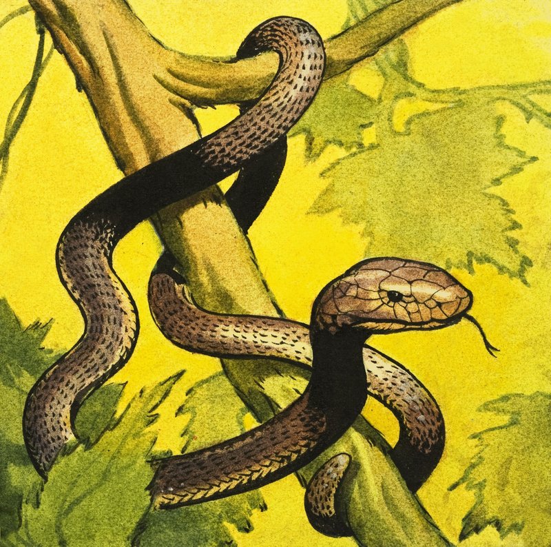 Mamba negra de English School