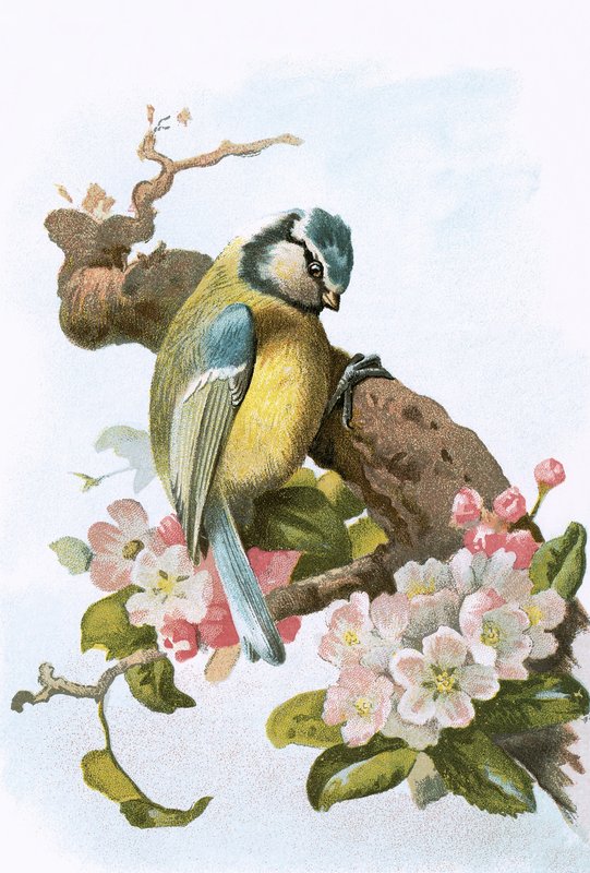 Herrerillo común de English School