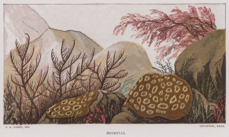 Botrylli (litografía en color) de English School