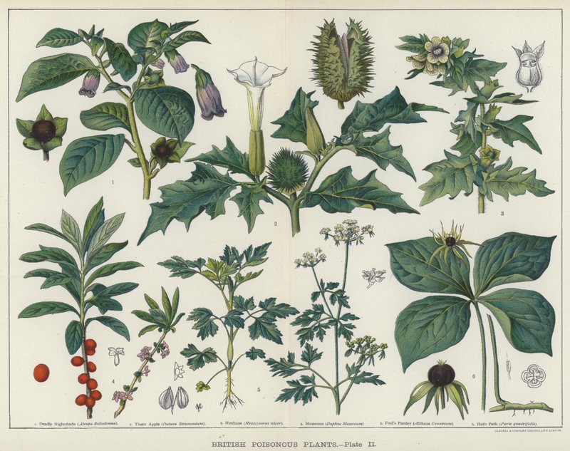 Plantas venenosas británicas (litografía en color) de English School