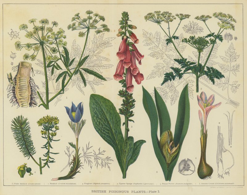 Plantas venenosas británicas (litografía en color) de English School