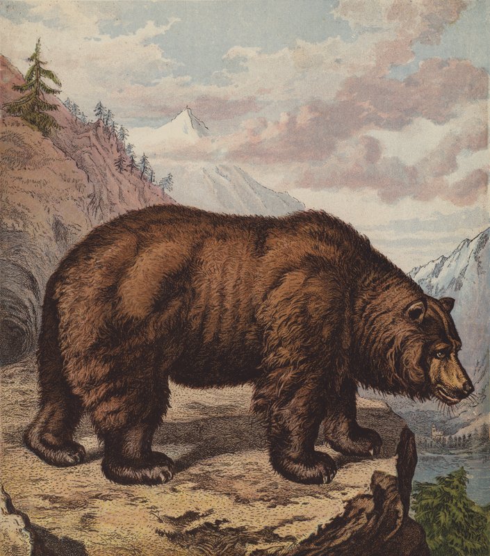 Oso pardo de English School