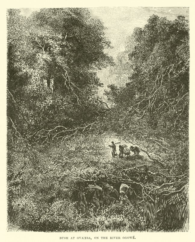 Matorral en Ovamba, en el río Ogowe de English School
