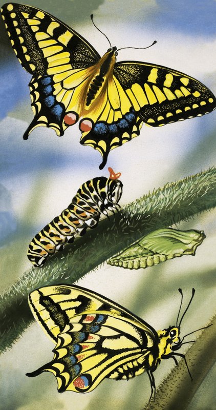 Mariposas de English School