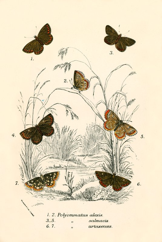 Mariposas de English School