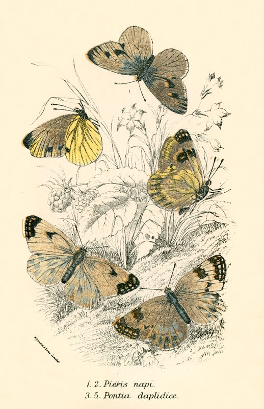 Mariposas de English School