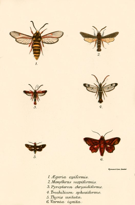 Mariposas de English School