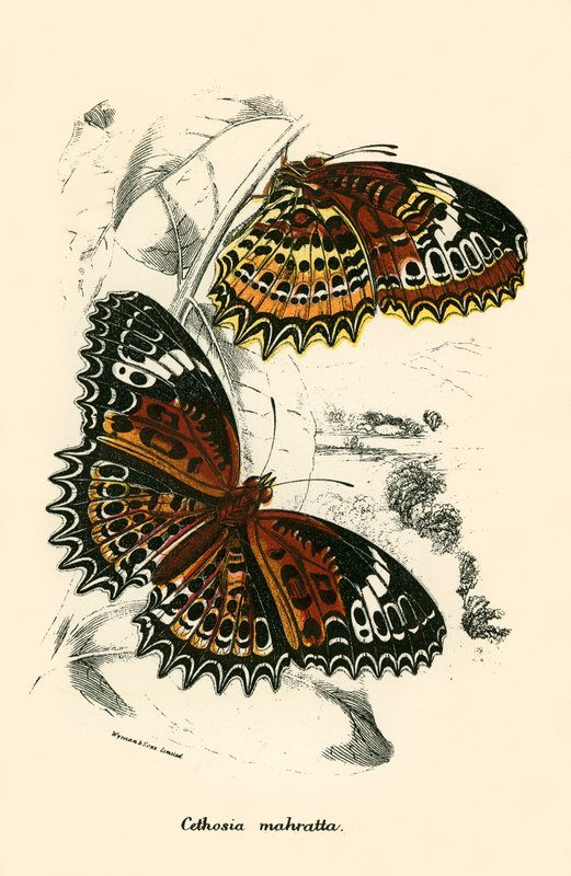 Mariposas de English School