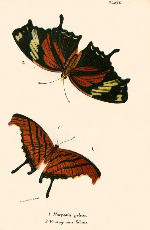 Mariposas de English School