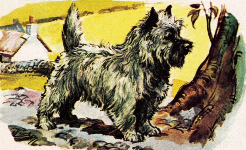 Cairn Terrier de English School