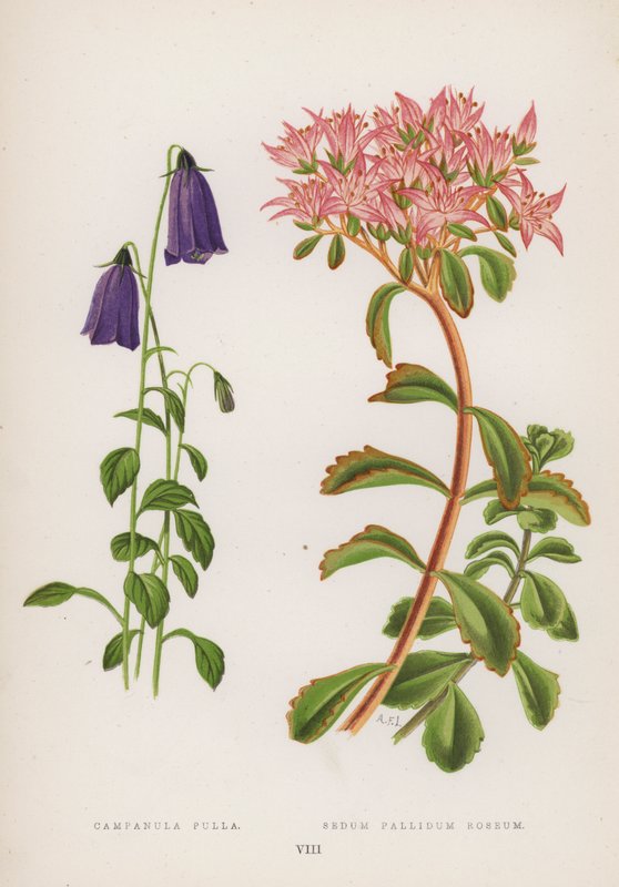 Campanula Pulla; Sedum Pallidum Roseum de English School