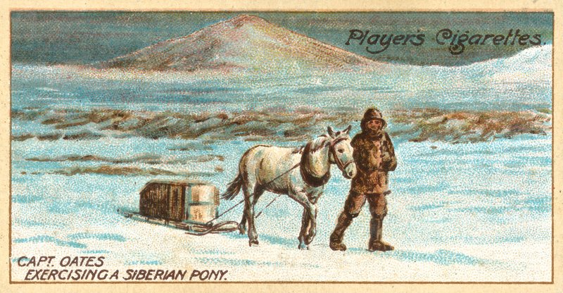 El Capitán Oates Ejercitando un Pony Siberiano de English School