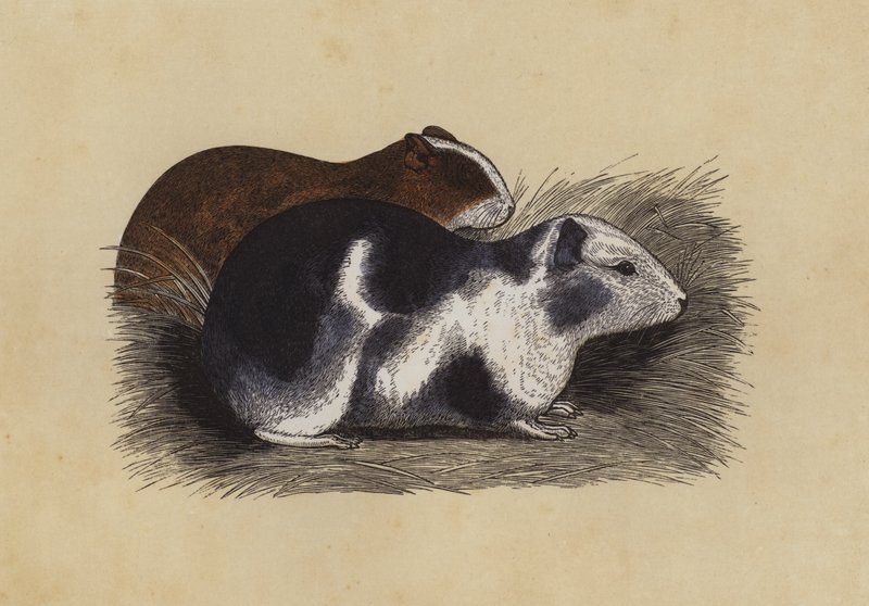 Cavy (litografía en color) de English School
