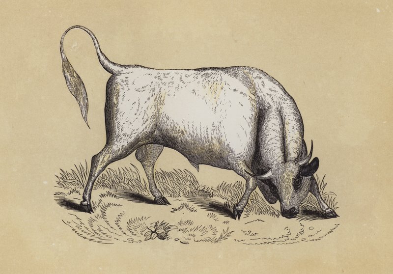 Toro Salvaje de Chillingham de English School