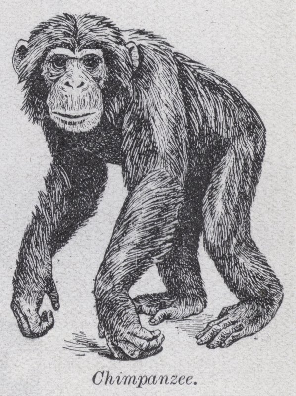 Chimpancé de English School