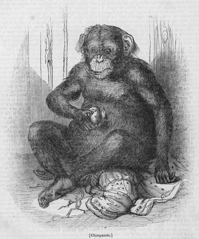 Chimpancé de English School