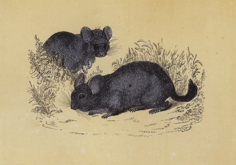 Chinchilla (litografía en color) de English School