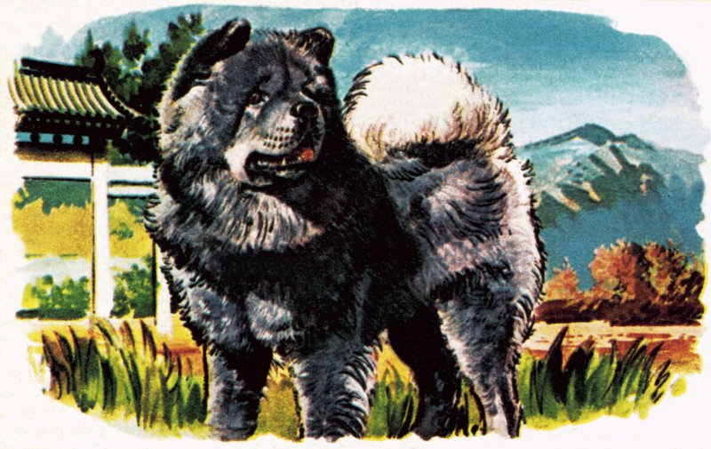 Chow-Chow de English School