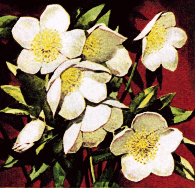 Rosas de Navidad de English School