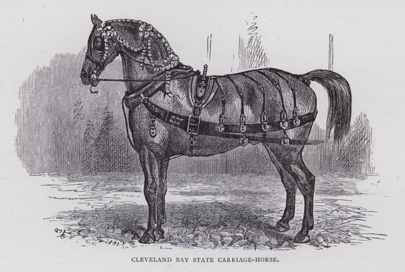 Caballo de carruaje Cleveland Bay (grabado) de English School